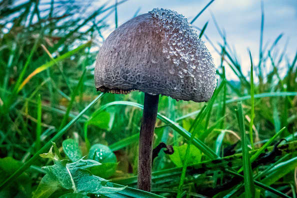 mushroom gummies canada